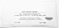 Camarosporium elaeagni image